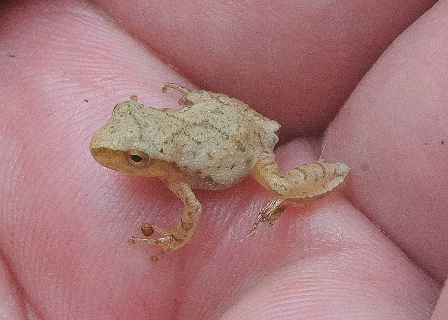 This young-of-year spring peeper, photographed in July 2019, has already gotten a chance to grow somewhat. Spring peepers are close to full size at the end of their first summer and become mature in one year. The “crucifer” in the last part of their scientific name is named for the “X” or the cross that appears on their back. It can be seen faintly on this individual.